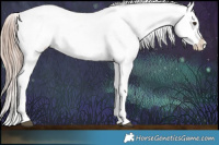Horse Color:Liver Chestnut Near Leopard 