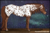 Horse Color:Chestnut Appaloosa