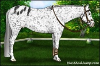 Horse Color:Liver Chestnut Snowflake Varnish 