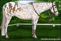 Horse Color:Buckskin Blanket 