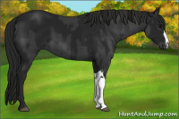Horse Color:Black  and Gray Black 