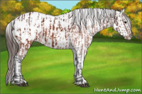 Horse Color:Brown Appaloosa and Gray Brown Appaloosa