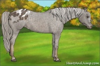 Horse Color:Chocolate Palomino Appaloosa 