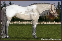 Horse Color:White Spotted Brown Dun Appaloosa 