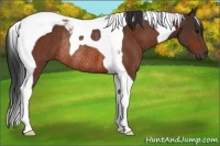 Horse Color:Bay Tobiano Rabicano