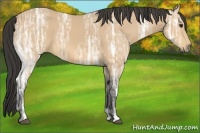 Horse Color:Buckskin Ice 
