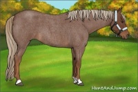 Horse Color:Red Roan 