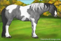 Horse Color:Blue Roan Tobiano Frame 
