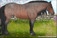 Horse Color:Bay Roan 