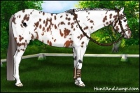 Horse Color:White Spotted Bay Appaloosa