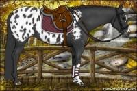 Horse Color:Black Appaloosa 