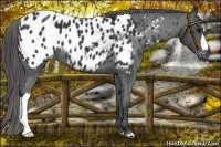 Horse Color:Black Appaloosa 
