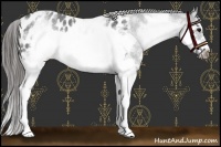 Horse Color:White Spotted Blue Roan Splash Frame Appaloosa 