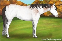 Horse Color:White Spotted Bay Splash and White Spotted Bay Splash Rabicano