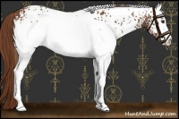 Horse Color:White Spotted Chestnut