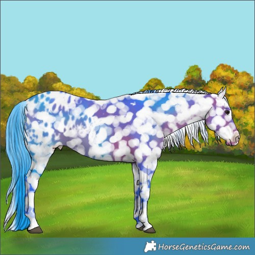 Horse Color:Watercolor White Spotted Bay Appaloosa 