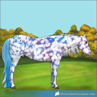 Horse Color:Watercolor White Spotted Bay Appaloosa 