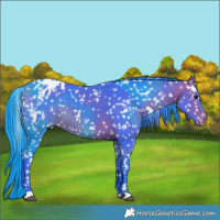 Horse Color:Watercolor White Spotted Bay Appaloosa