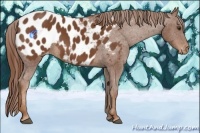 Horse Color:Chestnut Appaloosa