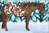 Horse Color:Chestnut Appaloosa
