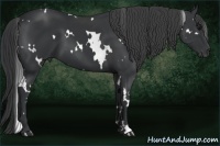 Horse Color:White Spotted Black