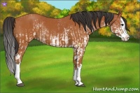 Horse Color:White Spotted Bay Splash  and Bay Splash 