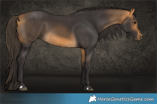Horse Color:Buckskin 
