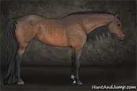 Horse Color:Buckskin 