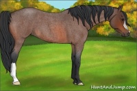 Horse Color:Bay Roan 