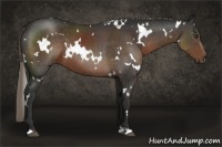 Horse Color:White Spotted Liver Chestnut 