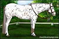 Horse Color:Buckskin Roan Tobiano Leopard Rabicano 
