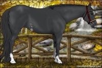 Horse Color:Black Sabino