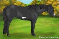 Horse Color:Black Splash Frame 