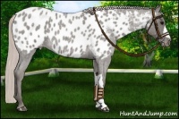 Horse Color:Silver Blue Roan Near Leopard 