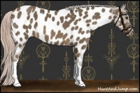 Horse Color:Chocolate Palomino Appaloosa