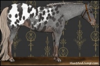 Horse Color:Liver Chestnut Appaloosa 