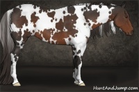 Horse Color:White Spotted Liver Chestnut 