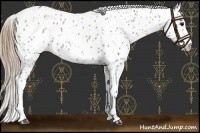 Horse Color:Smoky Grullo Appaloosa 