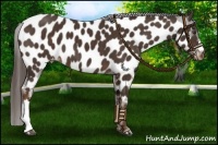 Horse Color:Liver Chestnut Near Leopard 