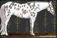 Horse Color:Chocolate Palomino Roan Appaloosa 