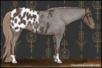 Horse Color:Liver Red Roan Appaloosa 