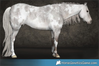 Horse Color:White Spotted Silver Blue Roan 