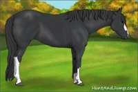 Horse Color:Black 