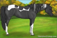 Horse Color:Blue Roan Tobiano 