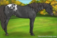 Horse Color:Smoky Black Appaloosa 