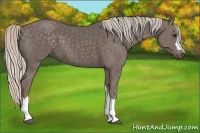 Horse Color:Silver Black