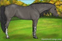Horse Color:Grullo  and Black 