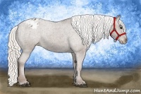 Horse Color:Silver Black Appaloosa 