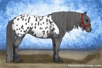 Horse Color:Black Appaloosa