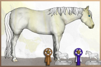 Horse Color:Gray Silver Smoky Blue Roan Tobiano Frame 